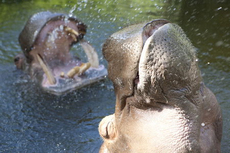 Adelaide Zoo - Darwin Holiday 2