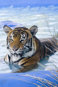 Zoo Doo Wildlife Park - Darwin Holiday 0