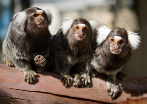 Zoo Doo Wildlife Park - Darwin Holiday 1