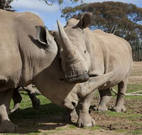 Monarto Zoo - Darwin Holiday