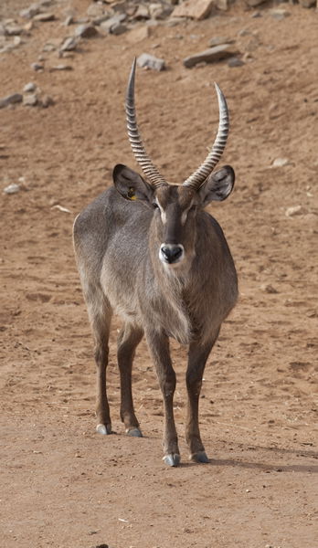Monarto Zoo - Darwin Holiday 1
