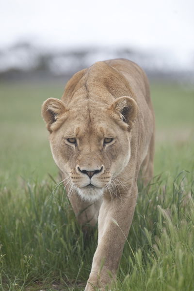 Monarto Zoo - Darwin Holiday 2