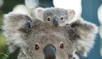 The Hatch NSW Darwin Holiday