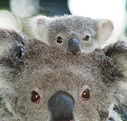 Billabong Koala and Wildlife Park - Darwin Holiday