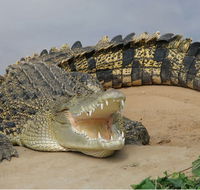 Dundee's Wildlife Park - Darwin Holiday