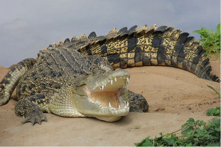 Dundee's Wildlife Park - Darwin Holiday 0