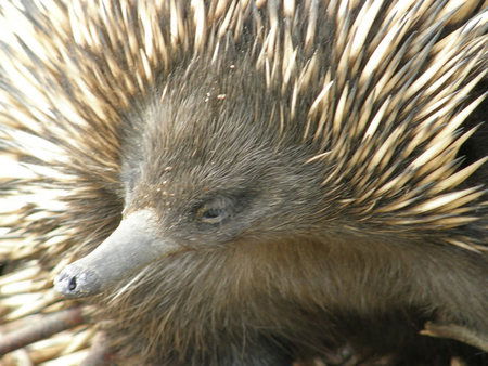 Dundee's Wildlife Park - Darwin Holiday 3