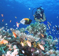 Drop Zone Dive Site - Darwin Holiday