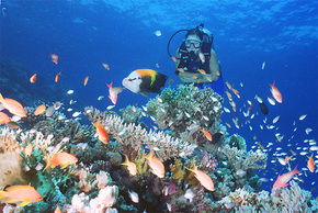 Drop Zone Dive Site - Darwin Holiday 0