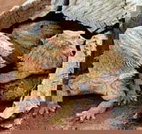 Alice Springs Reptile Centre - Darwin Holiday