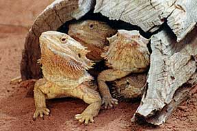 Alice Springs Reptile Centre - Darwin Holiday 0