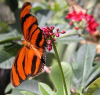 Butterfly Farm - Darwin Holiday