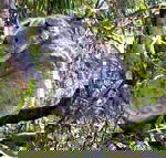 Koala Conservation Centre - Darwin Holiday