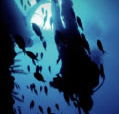 Scuba World - Darwin Holiday