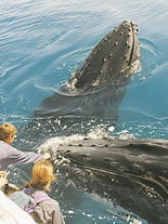 Storeyline Tours - Darwin Holiday 1