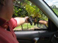 Mount Tamborine Winery & Homestead - Darwin Holiday 1