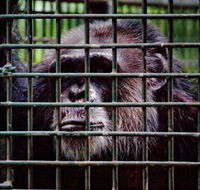 Rockhampton Zoo - Darwin Holiday