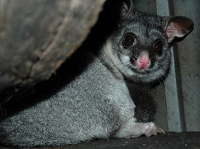 Bunbury Wildlife Park - Darwin Holiday 2