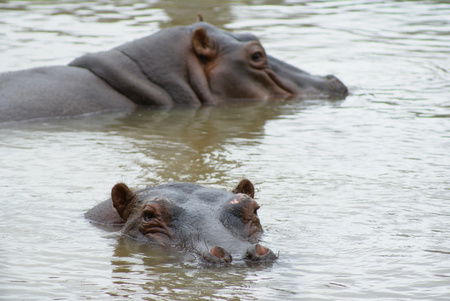 Cairns Wildlife Safari Reserve - Darwin Holiday 2