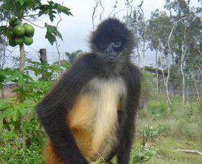 Cairns Wildlife Safari Reserve - Darwin Holiday 3