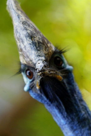 Symbio Wildlife Gardens - Darwin Holiday 2