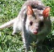 Urimbirra Wildlife Park - Darwin Holiday