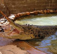 Wyndham Zoological Gardens and Crocodile Park - Darwin Holiday