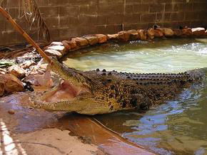Wyndham Zoological Gardens And Crocodile Park - Darwin Holiday 0