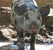 Wagga Wagga Zoo - Darwin Holiday