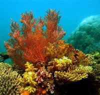 Three Islands Whale Shark Dive - Darwin Holiday