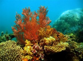 Three Islands Whale Shark Dive - Darwin Holiday 0