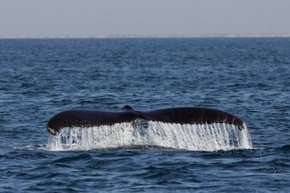 Three Islands Whale Shark Dive - Darwin Holiday 1