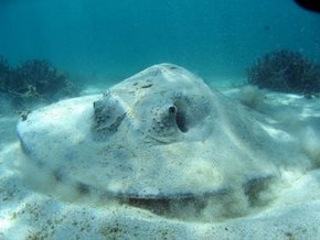 Three Islands Whale Shark Dive - Darwin Holiday 2