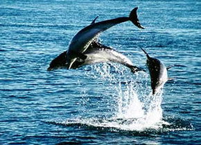 Polperro Dolphin Swims - Darwin Holiday 1