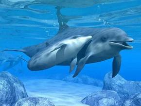 Polperro Dolphin Swims - Darwin Holiday 3