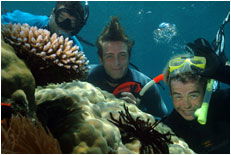 Dolphin Wild - Darwin Holiday 1