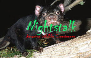 Something Wild - Darwin Holiday 1