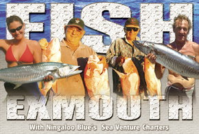 Ningaloo Blue Dive - Darwin Holiday 2