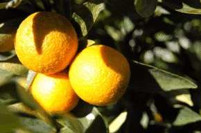 Kinloch Wines - Darwin Holiday 1