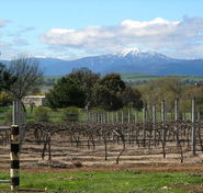 Buller View Wines - Darwin Holiday