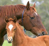 Blue Gum Farm - Darwin Holiday