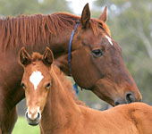 Blue Gum Farm - Darwin Holiday 0