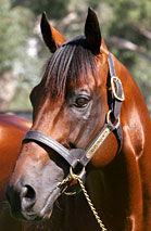 Blue Gum Farm - Darwin Holiday 2