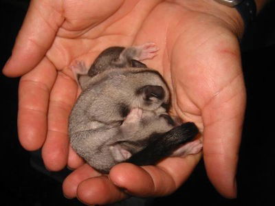 Cool Companions - Darwin Holiday 0