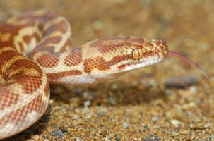 Cool Companions - Darwin Holiday 1