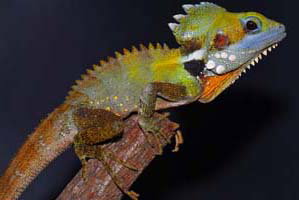 Cool Companions - Darwin Holiday 2