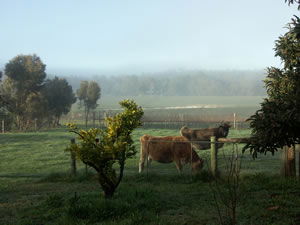Lion Mill Vineyards - Darwin Holiday 2
