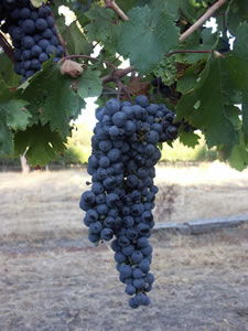 Lion Mill Vineyards - Darwin Holiday 3