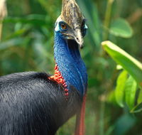 David Fleay Wildlife Park - Darwin Holiday