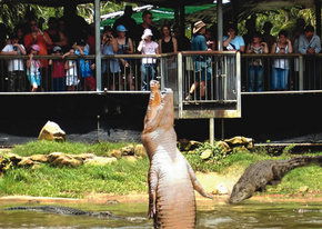 Crocodylus Park - Darwin Holiday 2
